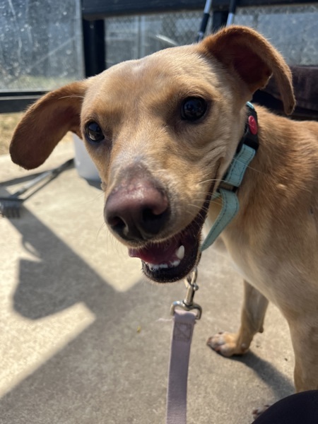 Pippin, an adoptable Chihuahua, Dachshund in Salem, OR, 97301 | Photo Image 5