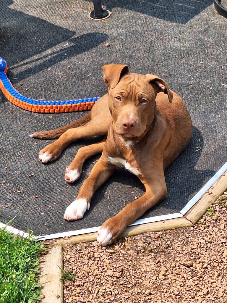 Chuck, an adoptable Mixed Breed in Crandon, WI, 54520 | Photo Image 1