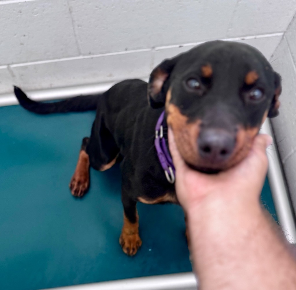 Rowen, an adoptable Rottweiler, Mixed Breed in Crandon, WI, 54520 | Photo Image 1