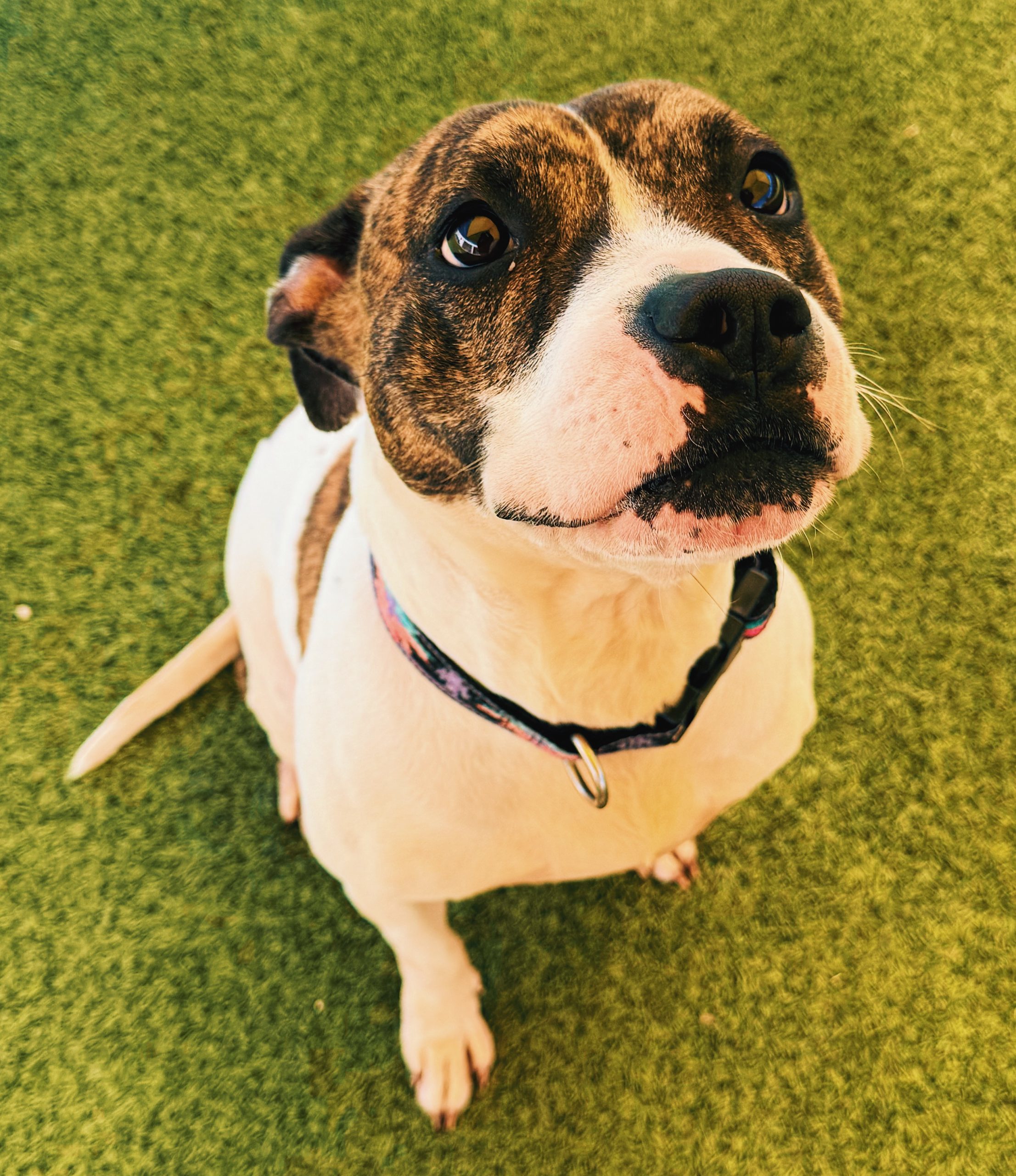 Lyra, an adoptable Pit Bull Terrier in Hays, KS, 67601 | Photo Image 1