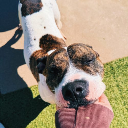 Lyra, an adoptable Pit Bull Terrier in Hays, KS, 67601 | Photo Image 2