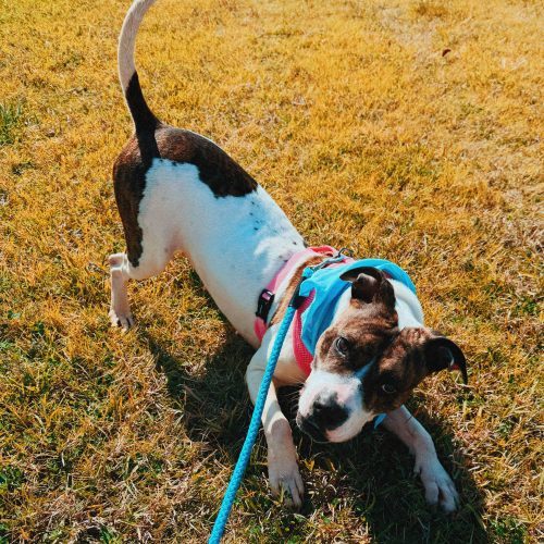 Lyra, an adoptable Pit Bull Terrier in Hays, KS, 67601 | Photo Image 3