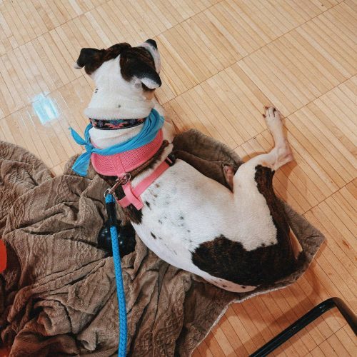 Lyra, an adoptable Pit Bull Terrier in Hays, KS, 67601 | Photo Image 4