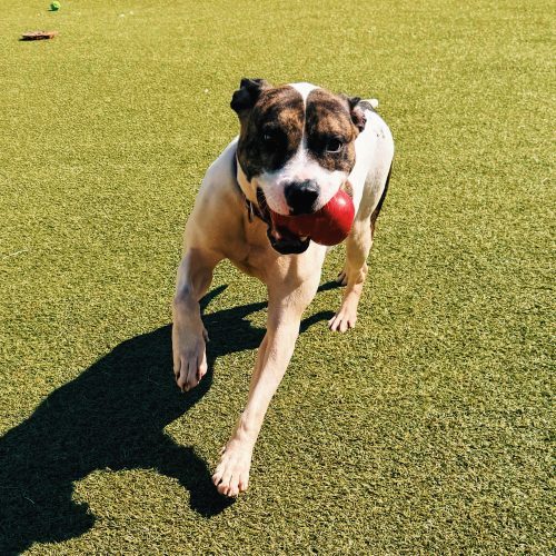 Lyra, an adoptable Pit Bull Terrier in Hays, KS, 67601 | Photo Image 5