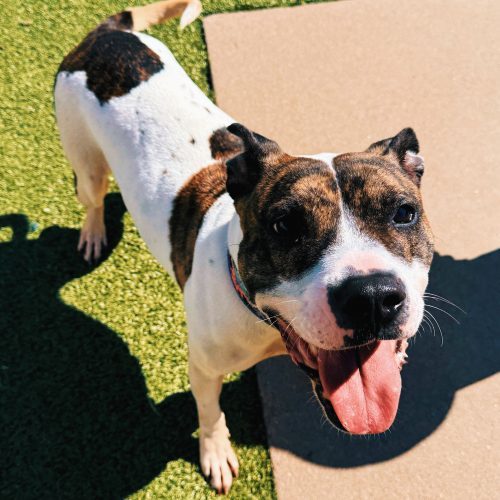 Lyra, an adoptable Pit Bull Terrier in Hays, KS, 67601 | Photo Image 6