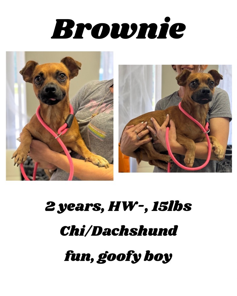 Brownie