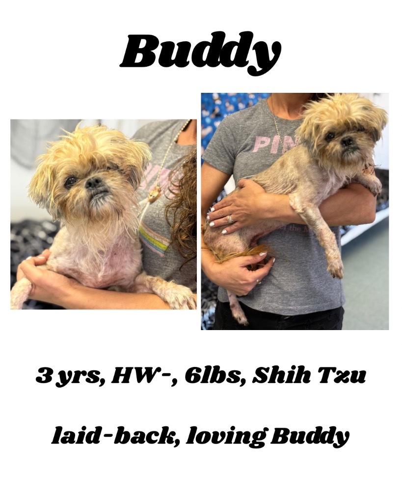 Buddy