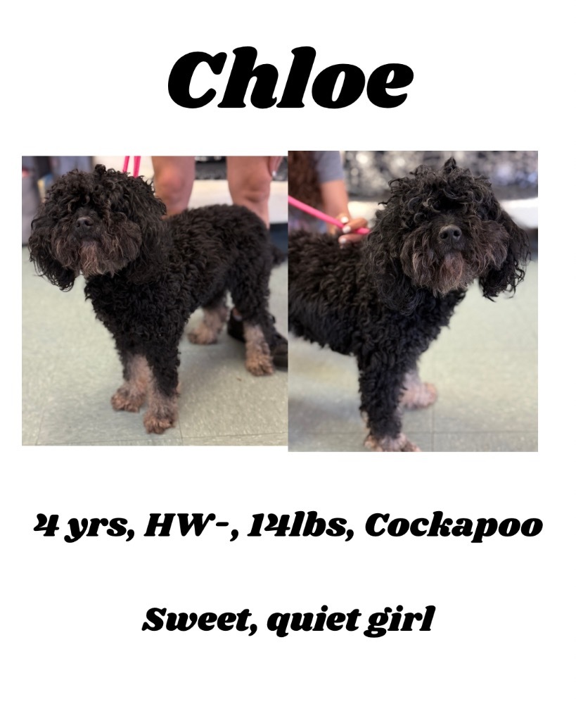 Chloe, an adoptable Cockapoo in Albany, GA, 31706 | Photo Image 1