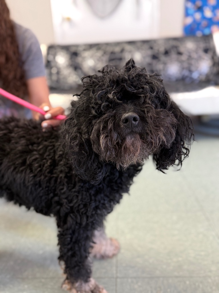 Chloe, an adoptable Cockapoo in Albany, GA, 31706 | Photo Image 3