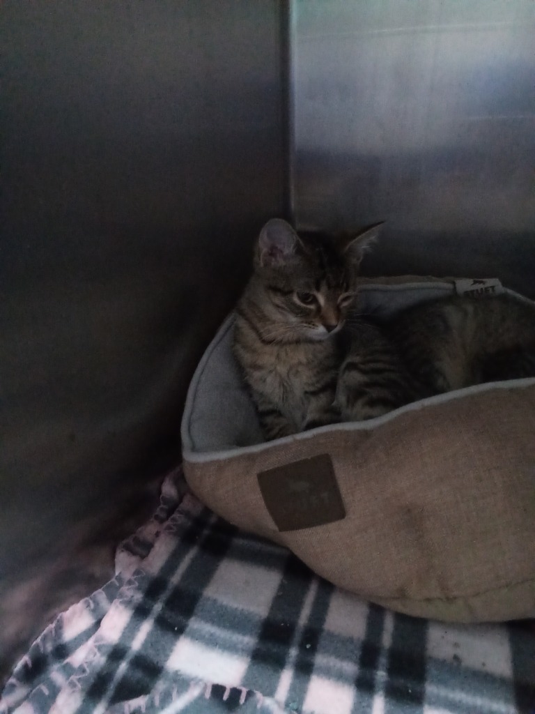 Scrappy, an adoptable Domestic Short Hair in Virginia, MN, 55792 | Photo Image 1