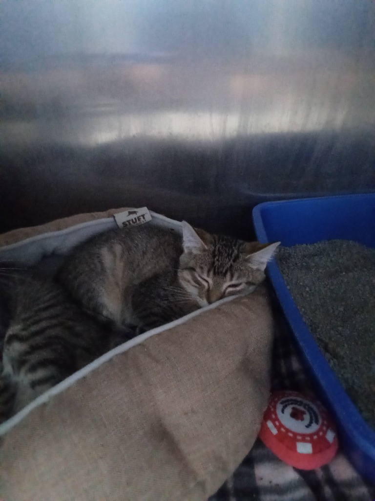 Scooby, an adoptable Domestic Short Hair in Virginia, MN, 55792 | Photo Image 1