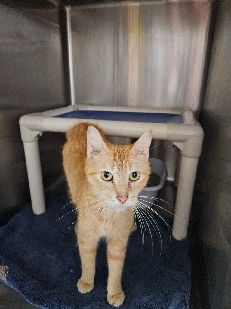 Prudence, an adoptable Domestic Short Hair in Virginia, MN, 55792 | Photo Image 1