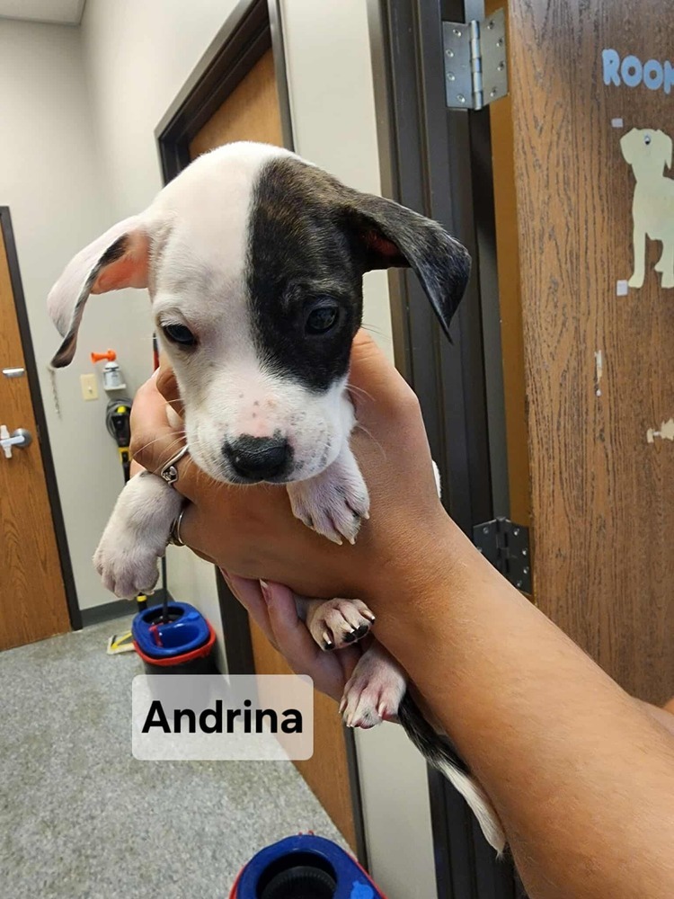Andrina