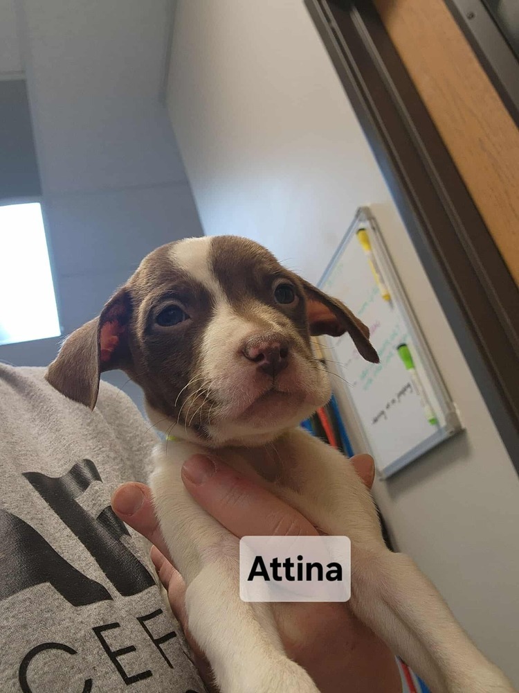 Attina