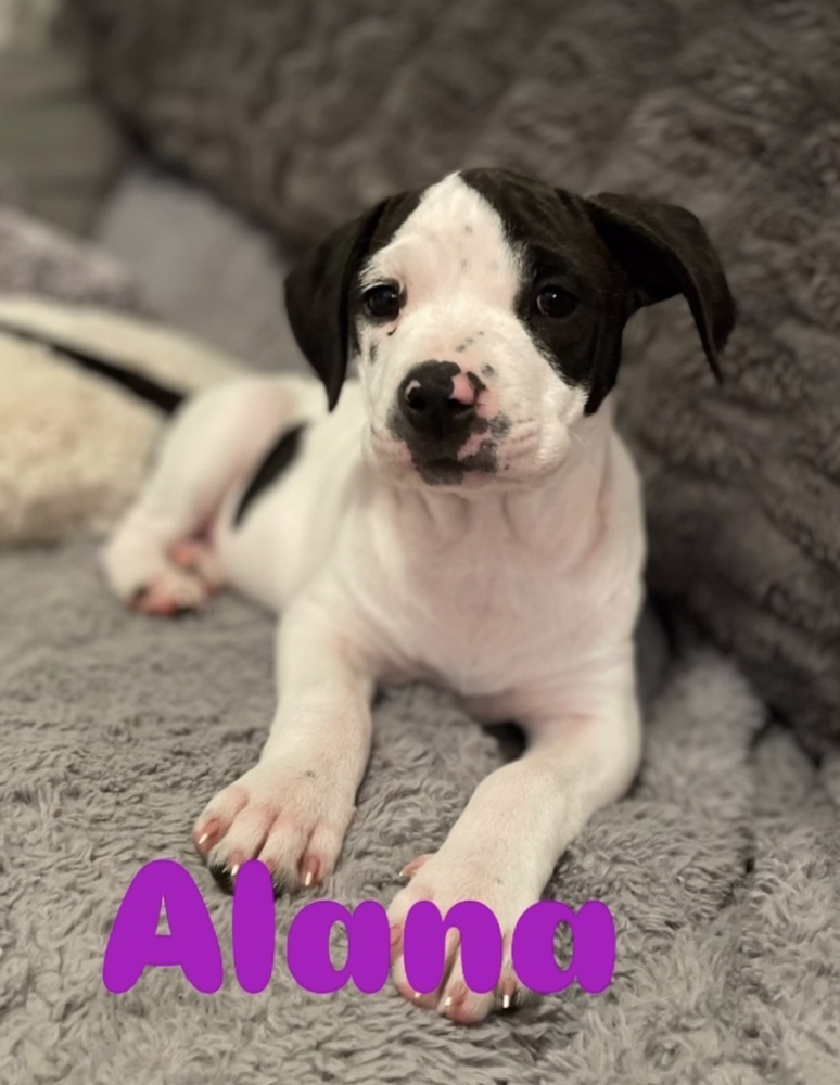 Alana