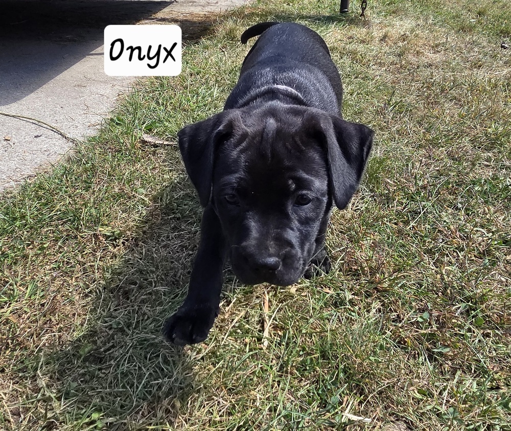 Onyx