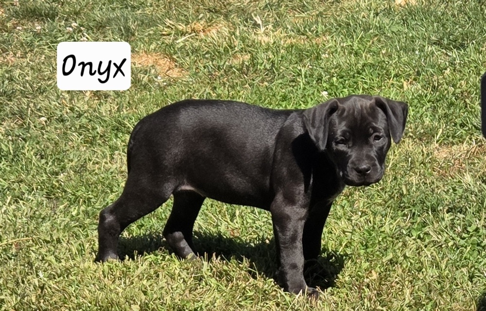 Onyx