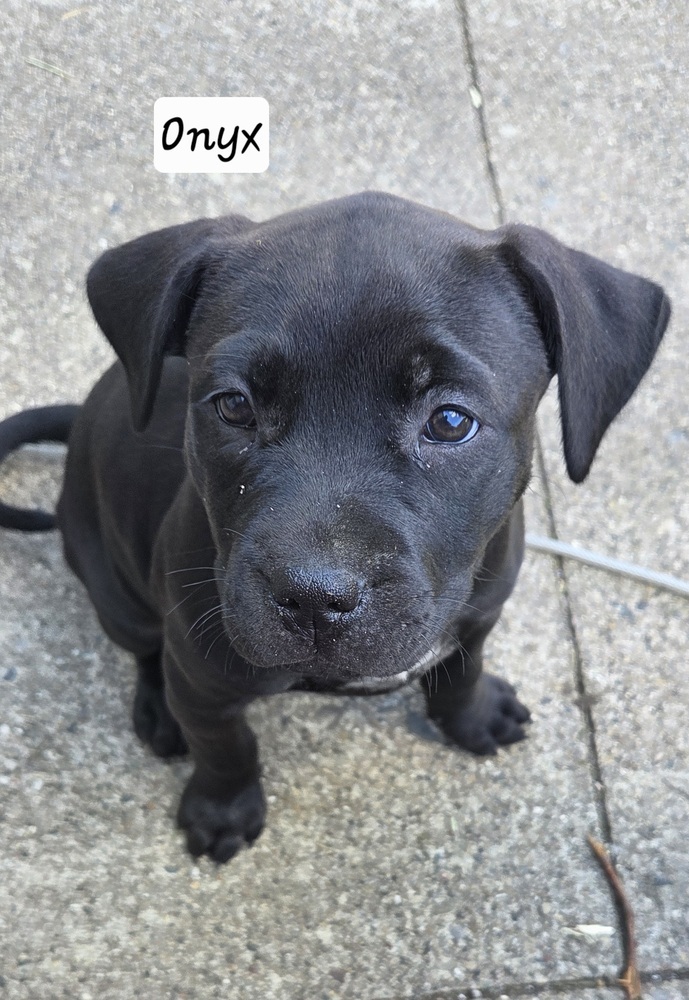 Onyx