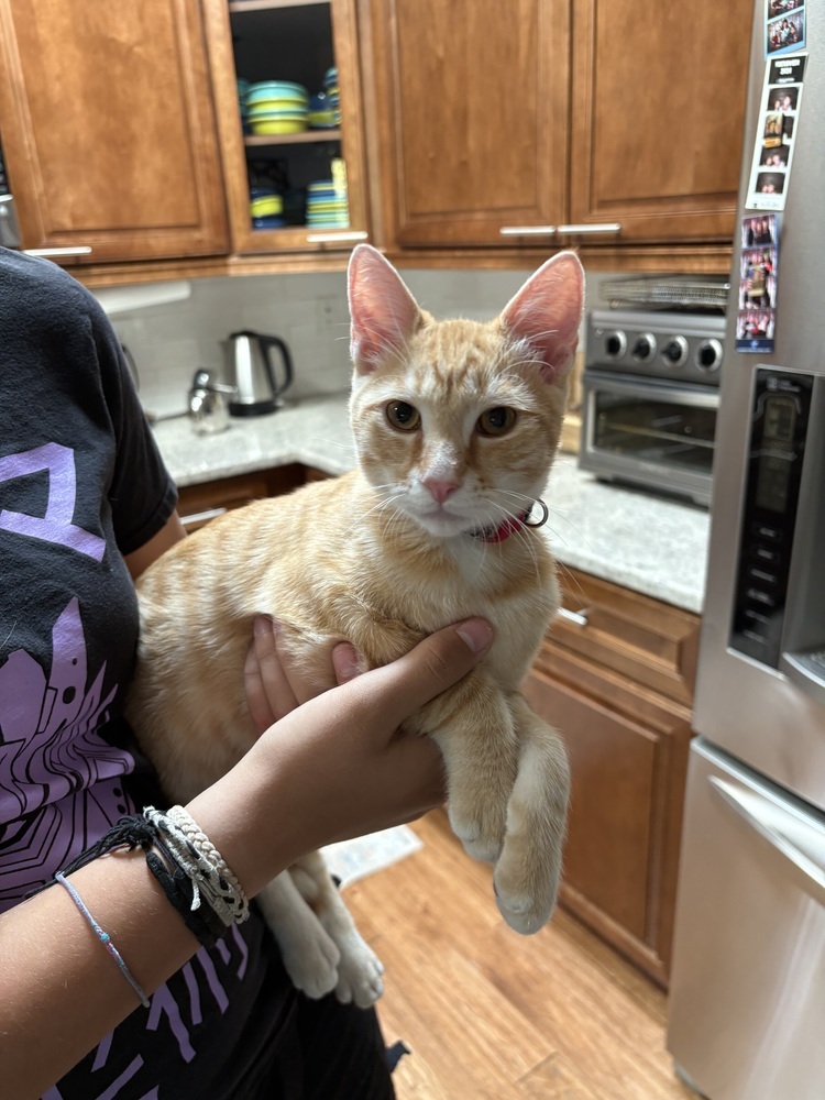 Captain Littles, an adoptable Domestic Short Hair in Lafayette, CO, 80026 | Photo Image 1