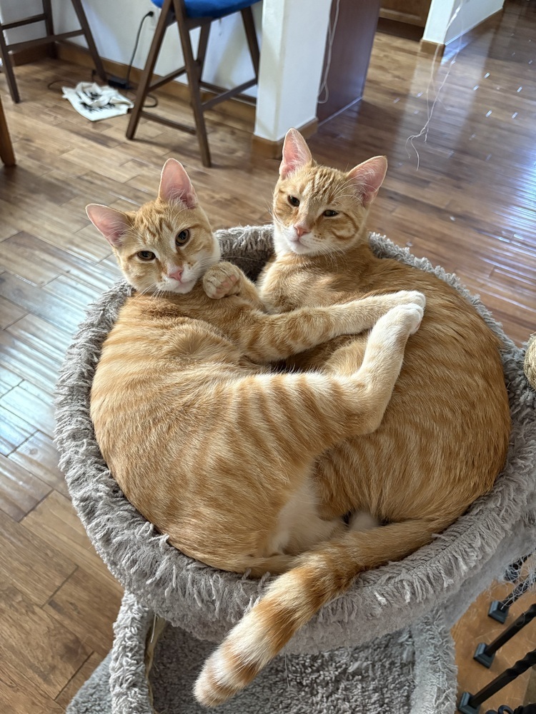 Captain Littles, an adoptable Domestic Short Hair in Lafayette, CO, 80026 | Photo Image 2