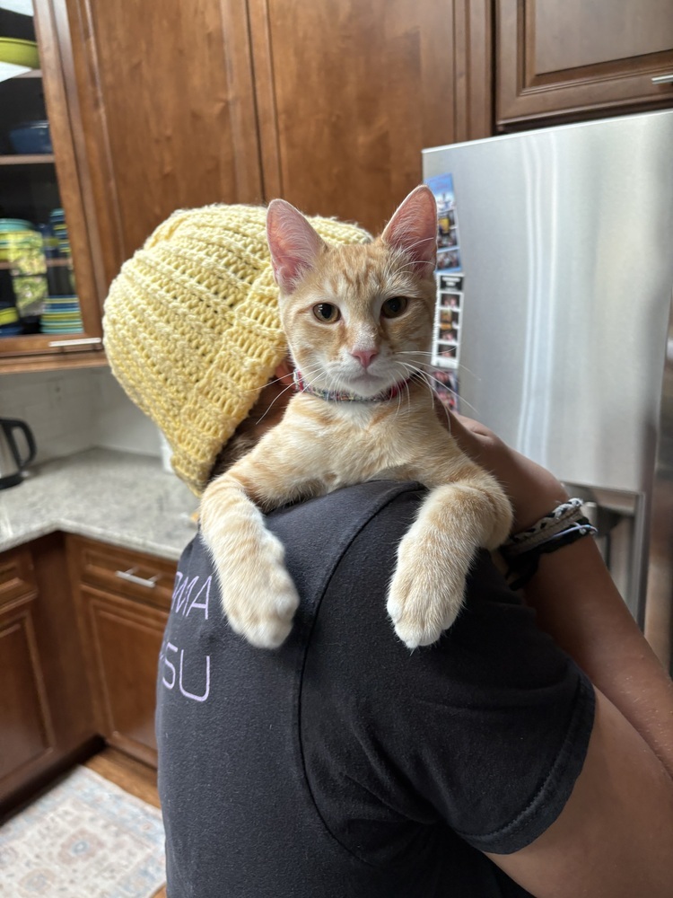 Captain Littles, an adoptable Domestic Short Hair in Lafayette, CO, 80026 | Photo Image 3