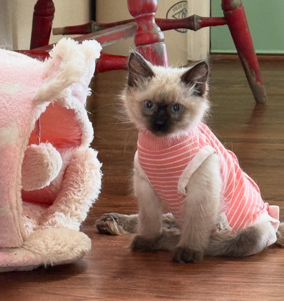 Nova, an adoptable Balinese in Lafayette, CO, 80026 | Photo Image 1