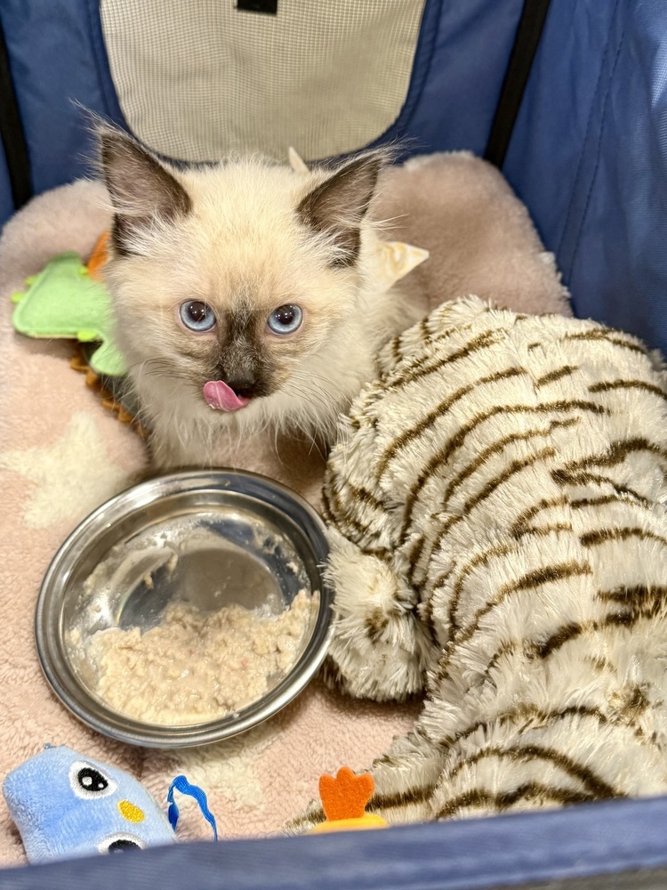 Nova, an adoptable Balinese in Lafayette, CO, 80026 | Photo Image 4