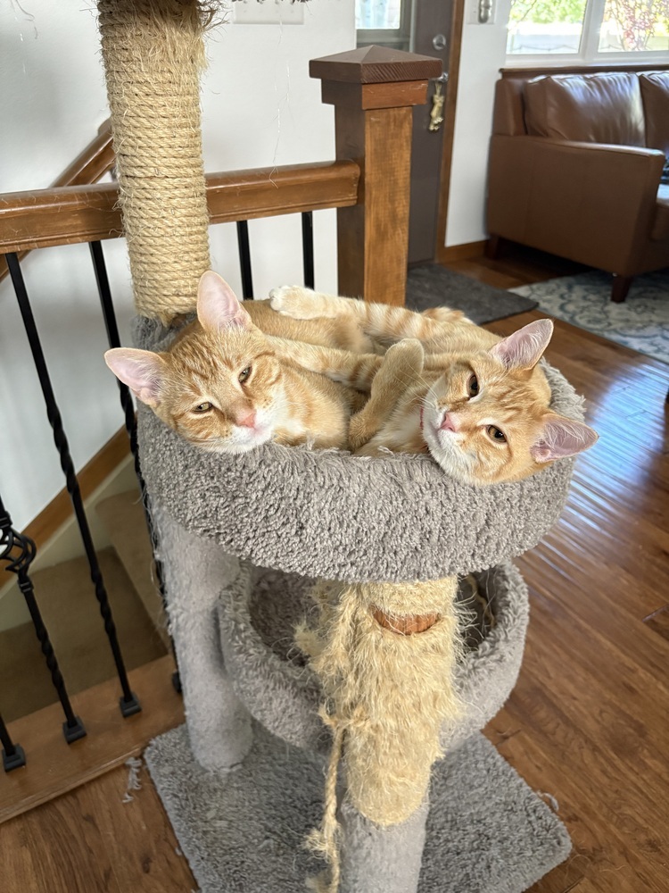 Solar Flare, an adoptable Domestic Short Hair in Lafayette, CO, 80026 | Photo Image 1