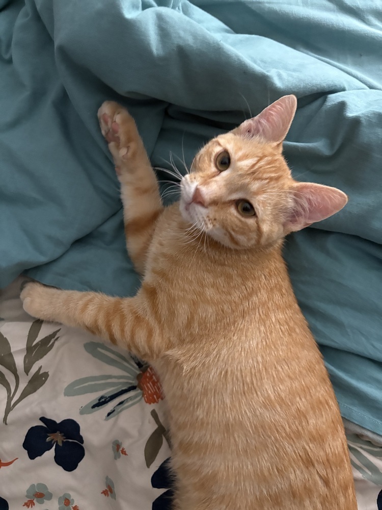 Solar Flare, an adoptable Domestic Short Hair in Lafayette, CO, 80026 | Photo Image 2