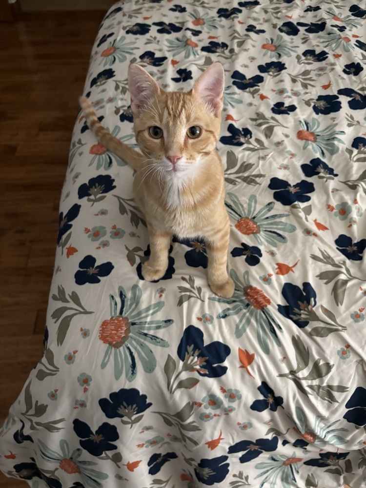 Solar Flare, an adoptable Domestic Short Hair in Lafayette, CO, 80026 | Photo Image 3