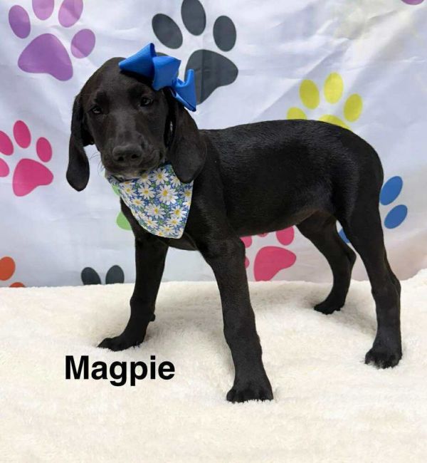 Magpie