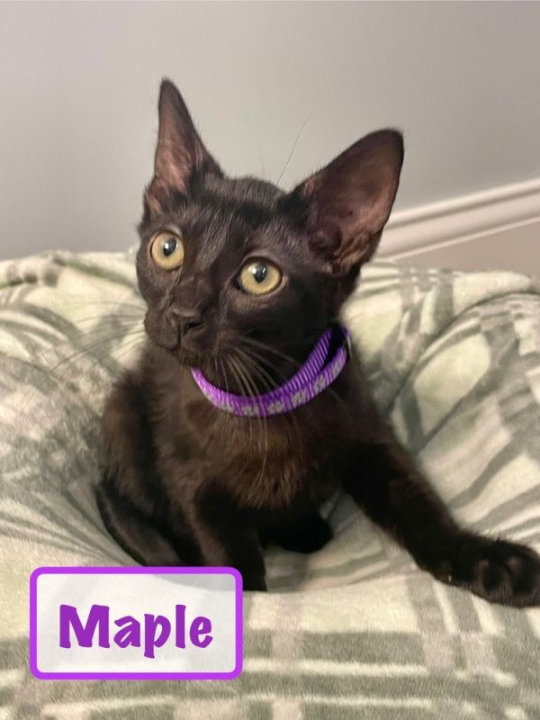 Maple K-
