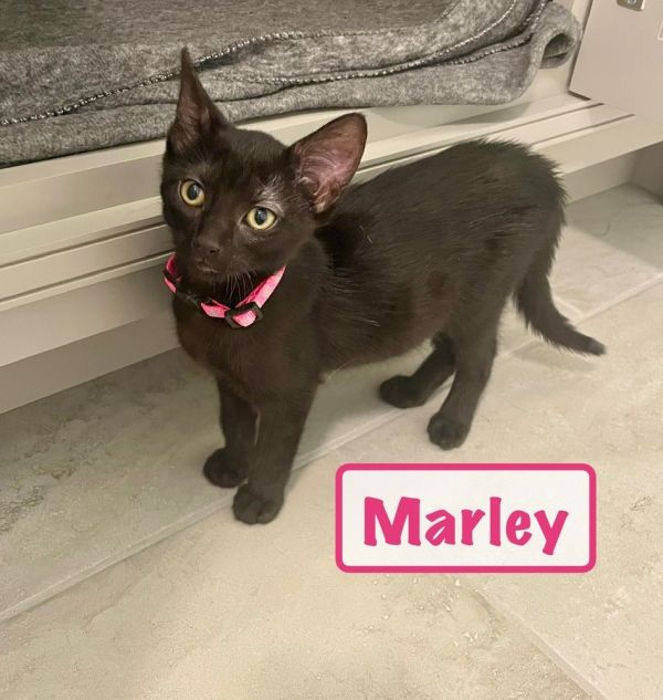Marley K-