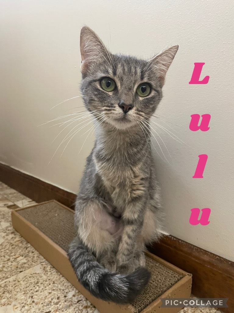 Lulu