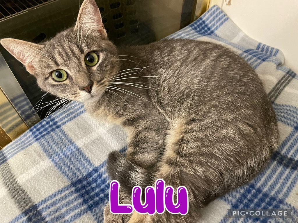 Lulu