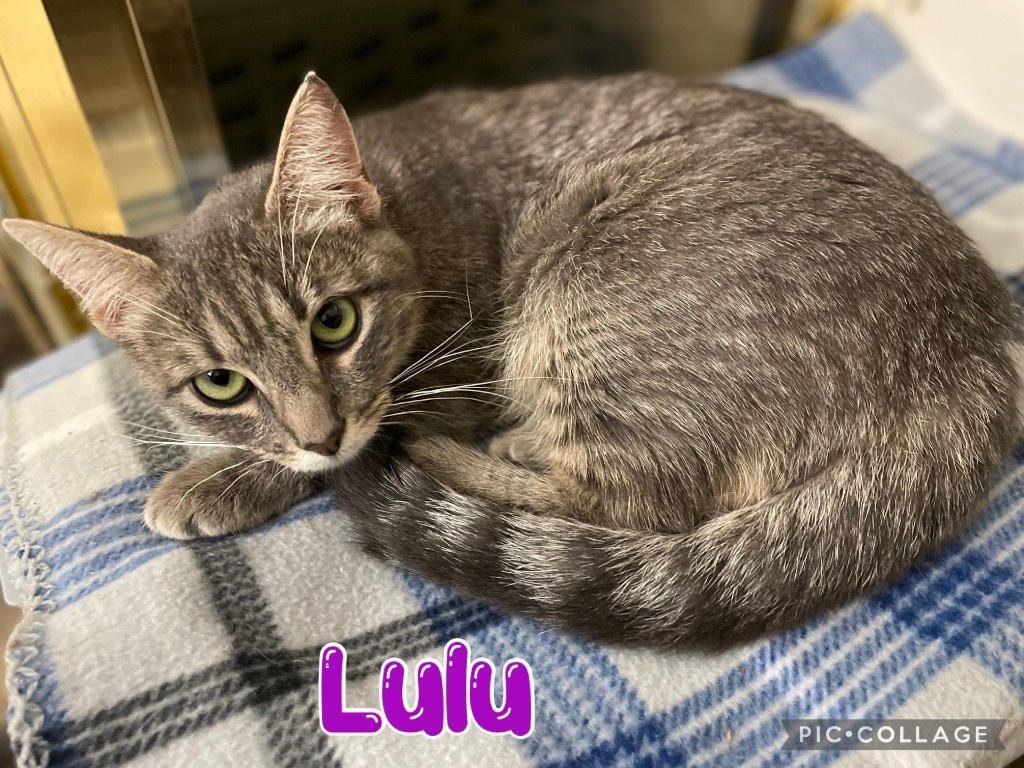 Lulu