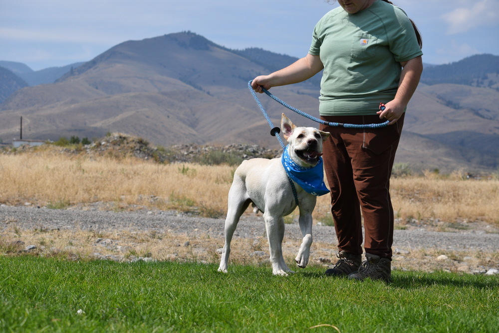 Yogi, an adoptable Labrador Retriever in Salmon, ID, 83467 | Photo Image 2