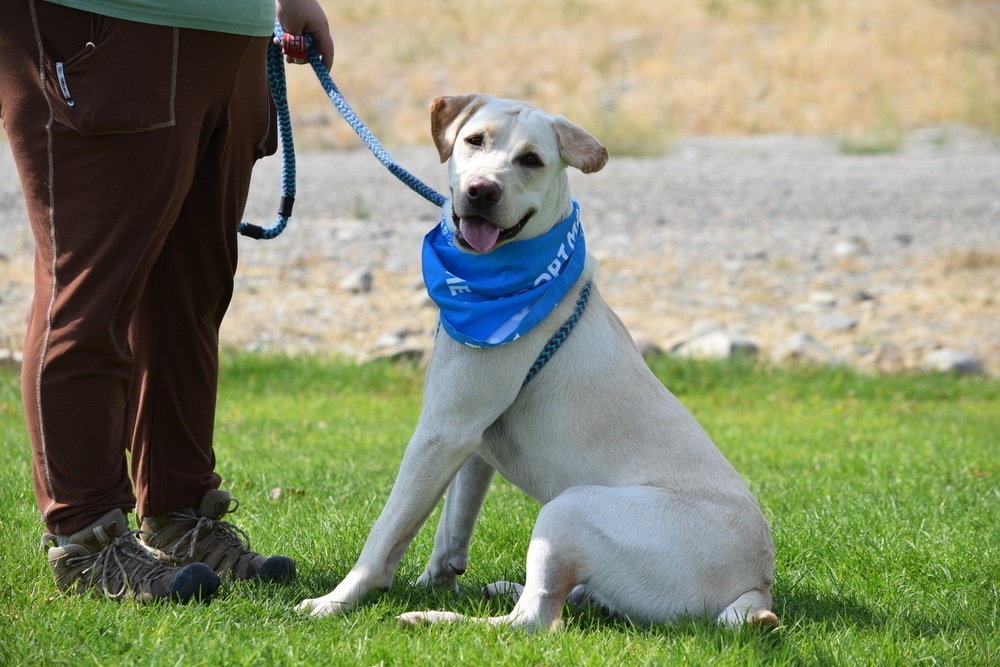 Yogi, an adoptable Labrador Retriever in Salmon, ID, 83467 | Photo Image 3