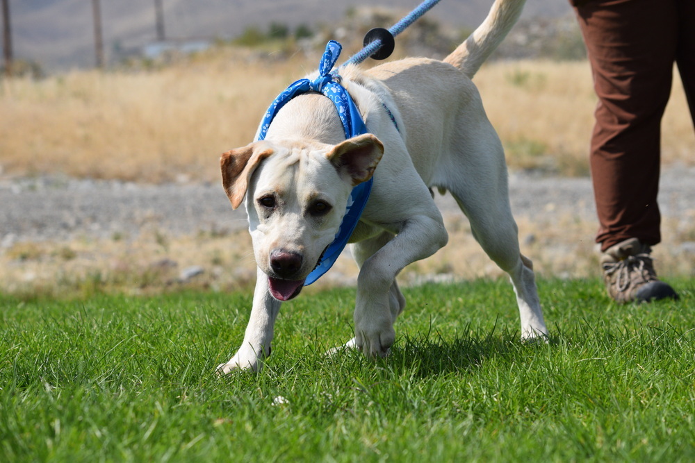 Yogi, an adoptable Labrador Retriever in Salmon, ID, 83467 | Photo Image 4