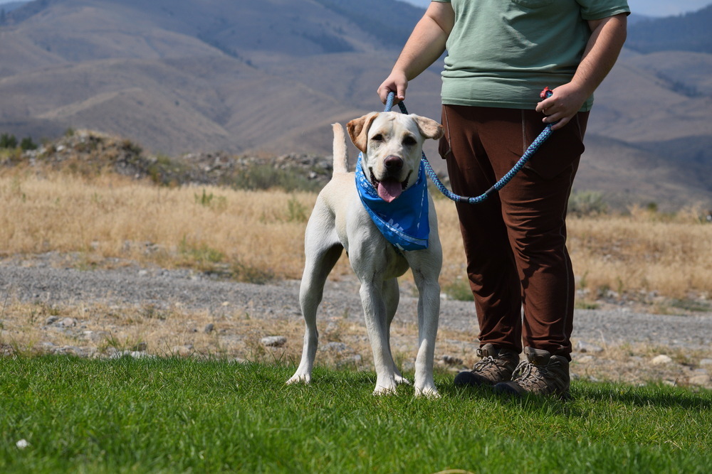 Yogi, an adoptable Labrador Retriever in Salmon, ID, 83467 | Photo Image 5