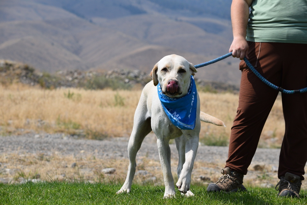 Yogi, an adoptable Labrador Retriever in Salmon, ID, 83467 | Photo Image 6