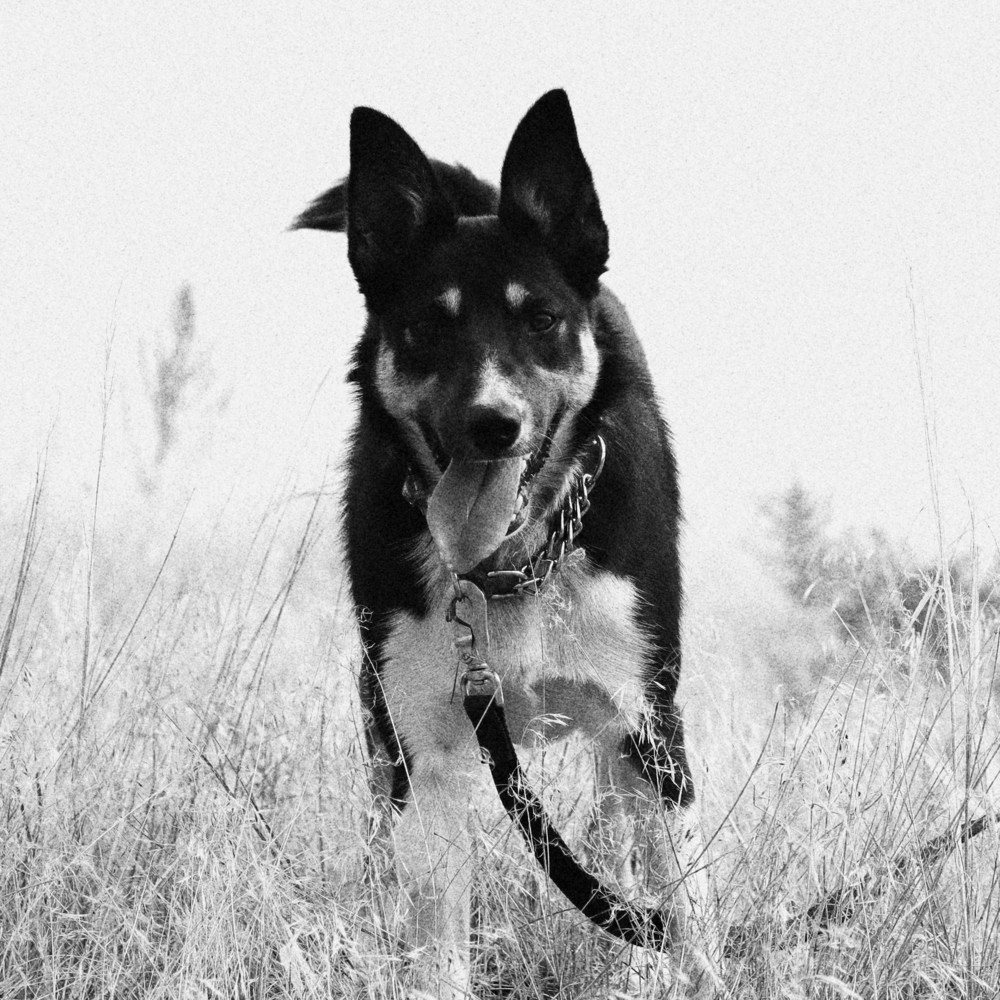 Taeia, an adoptable Australian Kelpie in Salmon, ID, 83467 | Photo Image 2