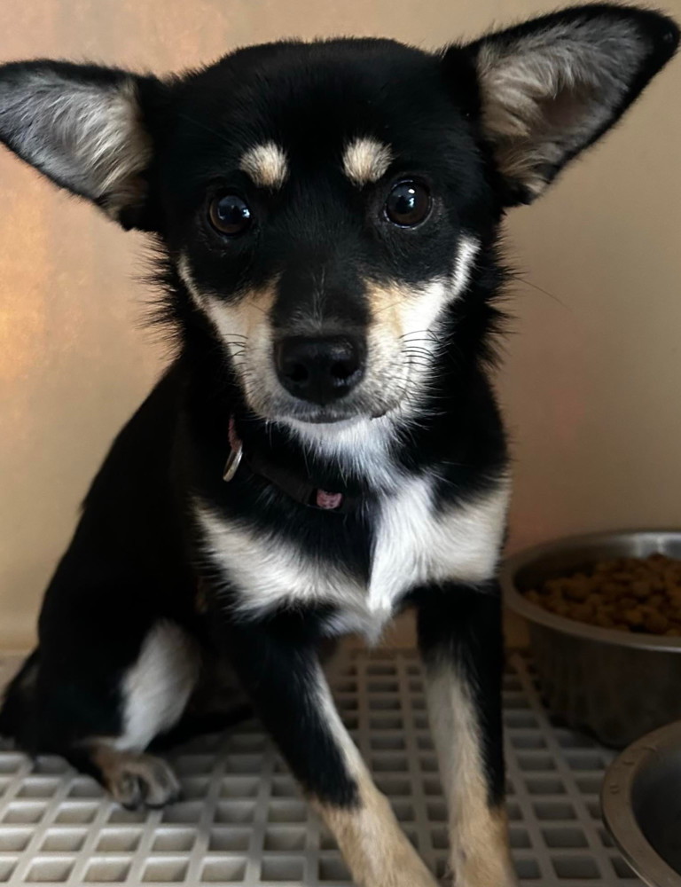 GRACIE