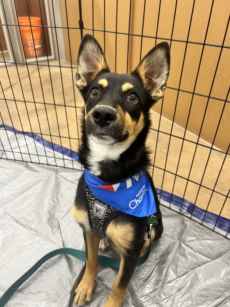 JAX