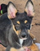 JAX