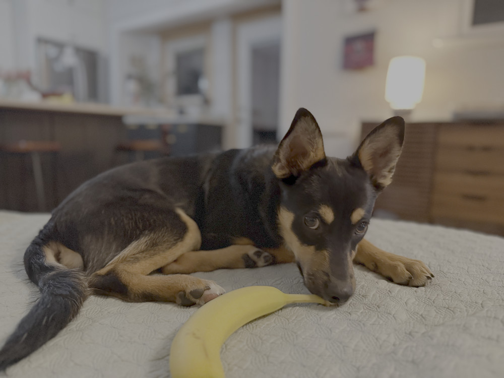 JAX