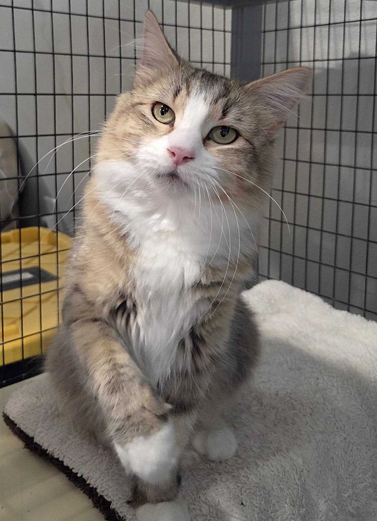 Visha, an adoptable Domestic Medium Hair in Colorado Springs, CO, 80908 | Photo Image 1