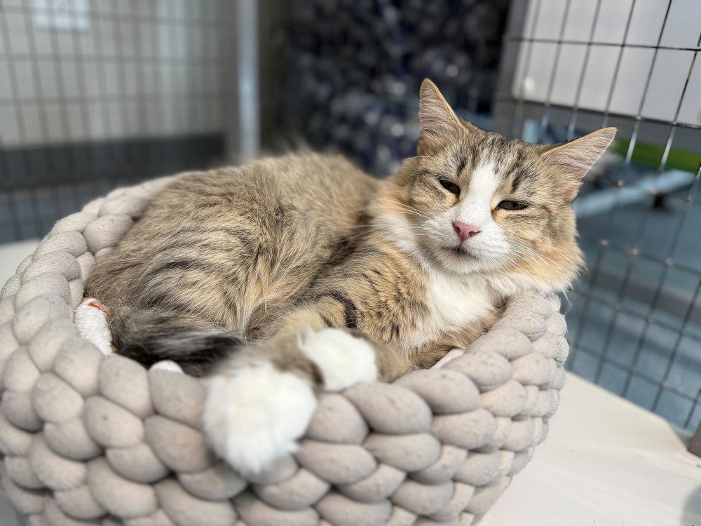 Visha, an adoptable Domestic Medium Hair in Colorado Springs, CO, 80908 | Photo Image 2