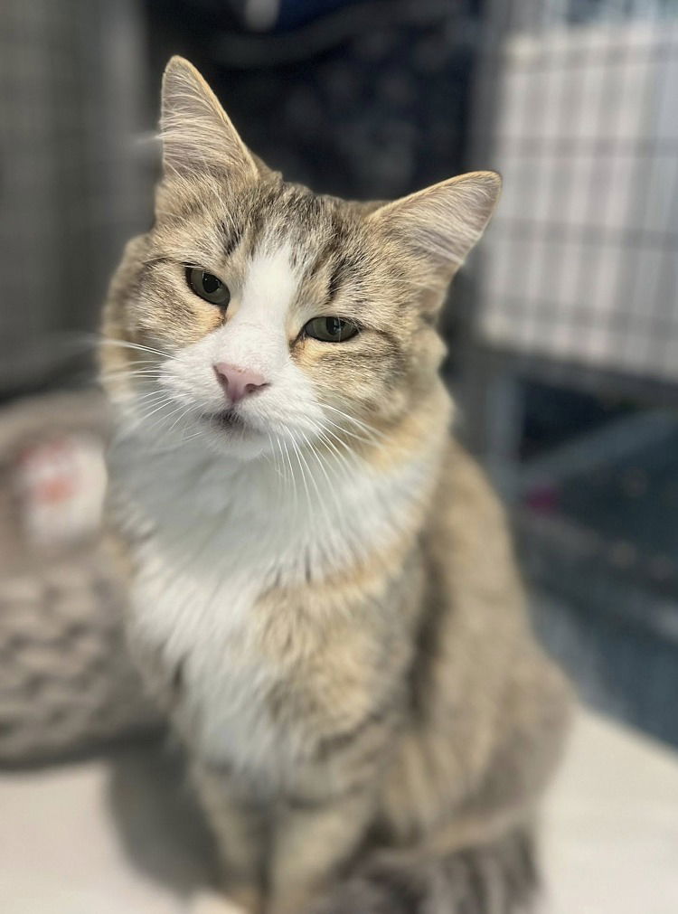 Visha, an adoptable Domestic Medium Hair in Colorado Springs, CO, 80908 | Photo Image 3