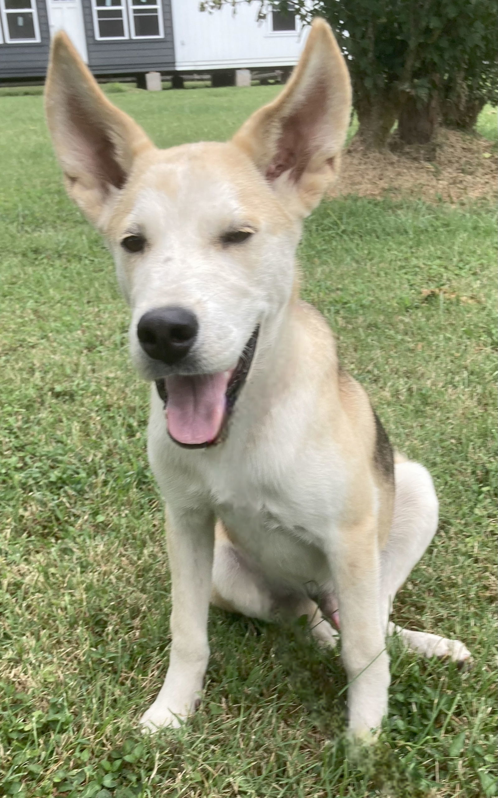 PUPPY WHEELER